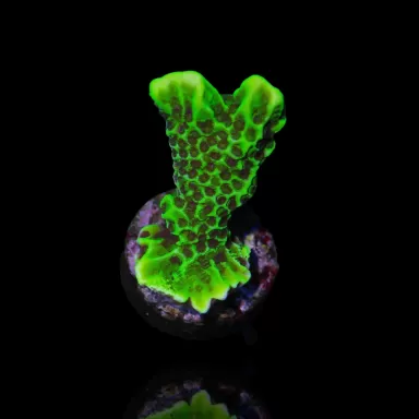 Montipora Confusa Grün | Coralandfishstore.nl
