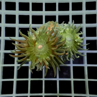 Duncanopsammia axifuga frag coral M australie