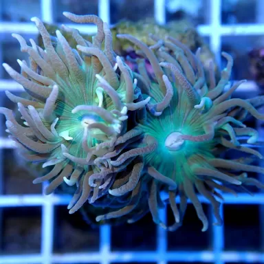 Duncanopsammia axifuga frag coral M australie