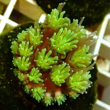 Galaxea fascicularis spp- size