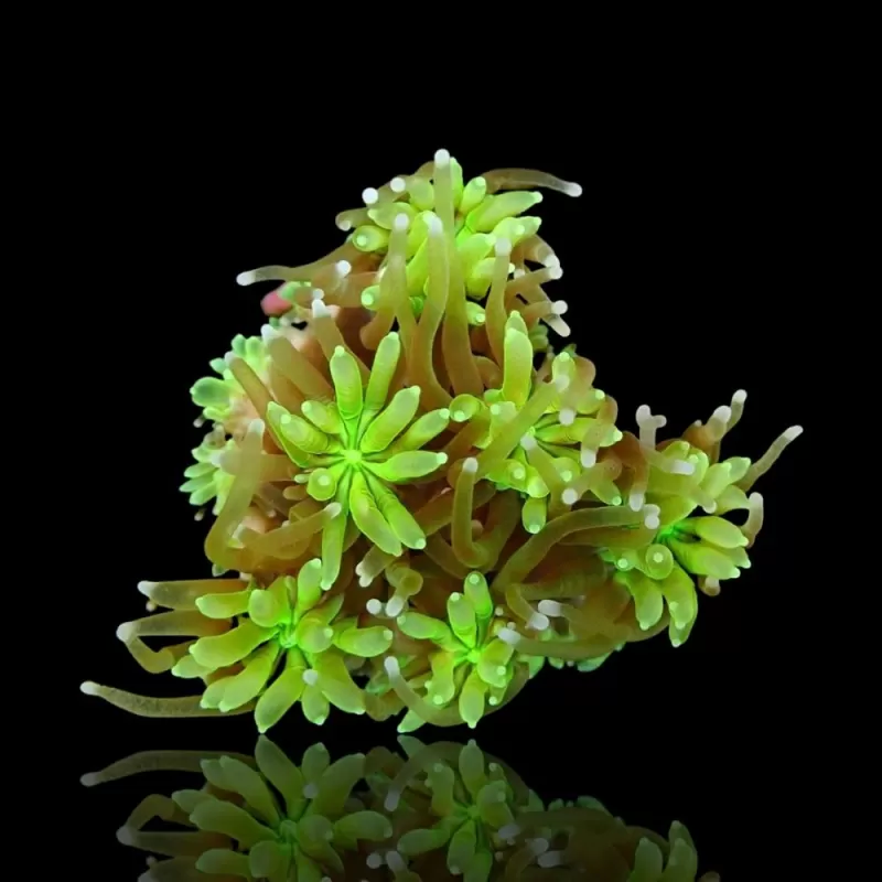 Galaxea fascicularis spp S/M size Galaxea fascicularis spp S/M size