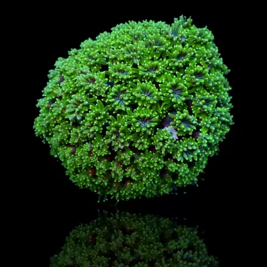 Kaufen Sie Galaxea fascicularis spp. | Coralandfishstore.nl