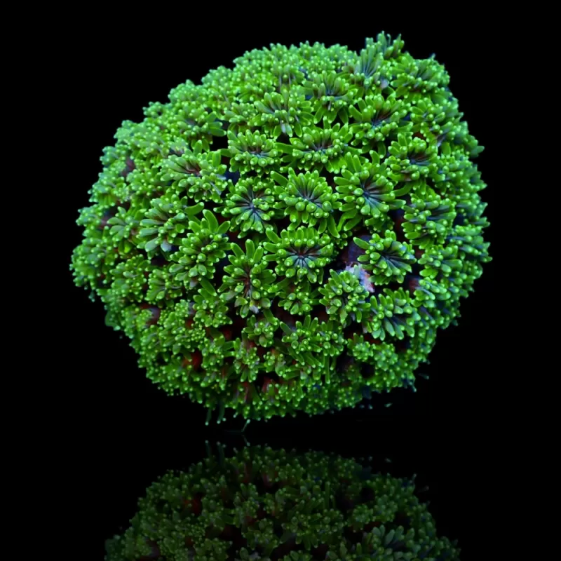 Kaufen Sie Galaxea fascicularis spp. | Coralandfishstore.nl Kaufen Sie Galaxea fascicularis spp. | Coralandfishstore.nl