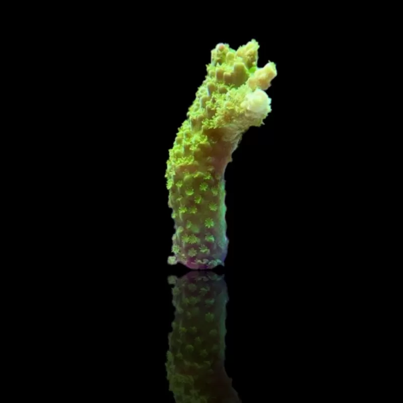 Acropora Formosa Green kopen | Coralandfishstore.nl Acropora Formosa Green kopen | Coralandfishstore.nl