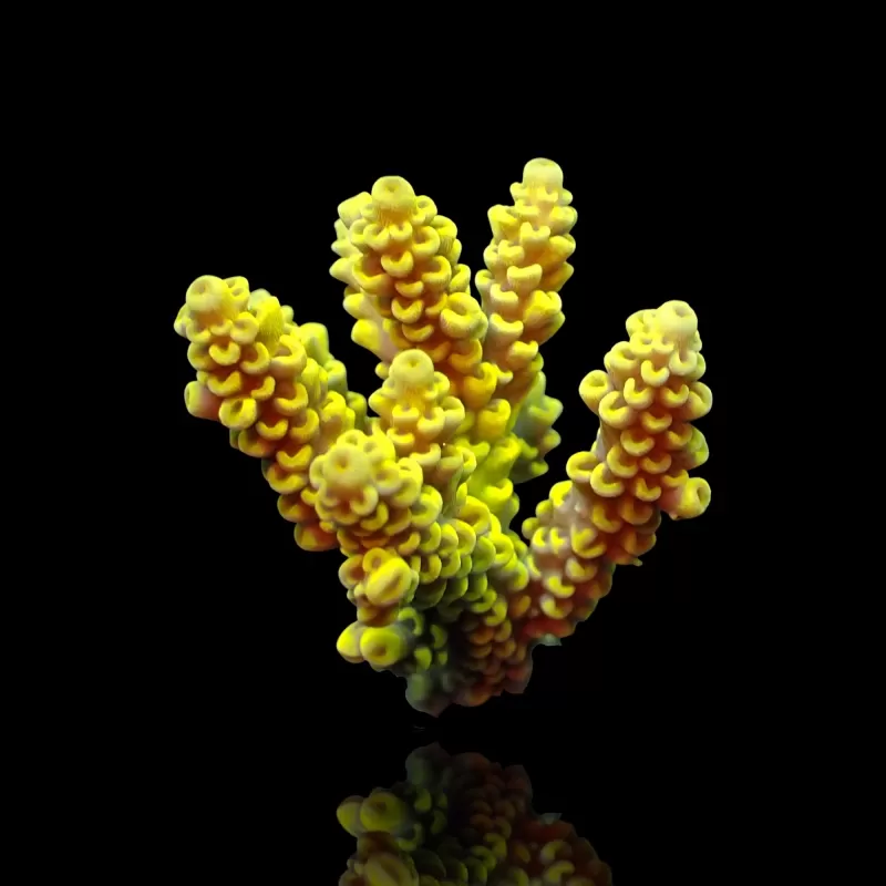 Acropora sp Mix S Size Acropora sp Mix S Size