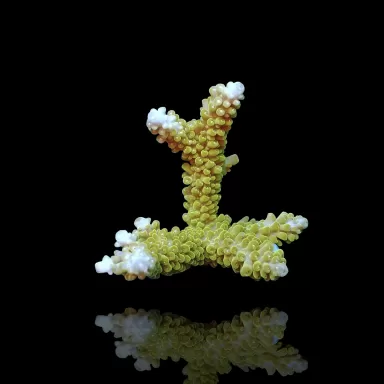 Acropora sp Mix S Size