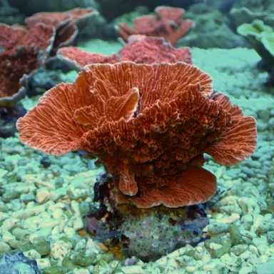 Montipora Rot Winzige Größe