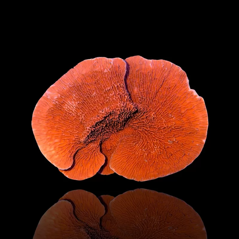 Montipora Red XXXL-size Montipora Red XXXL-size