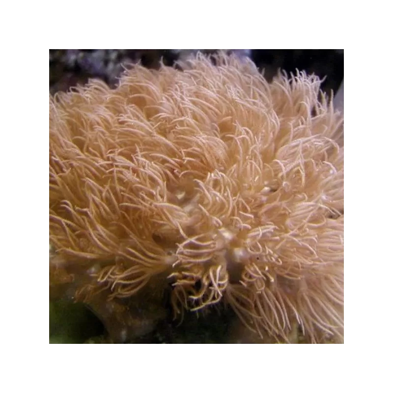 Erythropodium Caribaeorum Tiny Frag Monkey Haarkoralle |Coralandfishstore.nl Erythropodium Caribaeorum Tiny Frag Monkey Haarkoralle |Coralandfishstore.nl