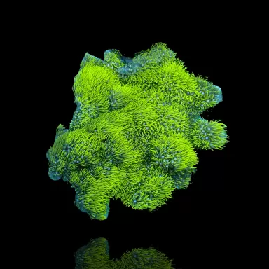 Möchten Sie Briareum sp Green Tiny Frag bestellen? l Coralandfishstore.nl