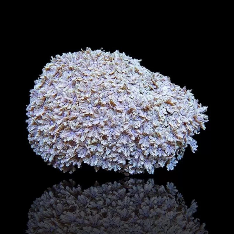 Tubipora Musica sp