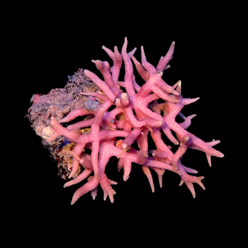 Seriatopora Hystrix sp. Tiny Frag kaufen | Coralandfishstore.nl Seriatopora Hystrix sp. Tiny Frag kaufen | Coralandfishstore.nl