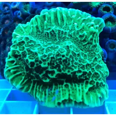 Montipora Undata frag