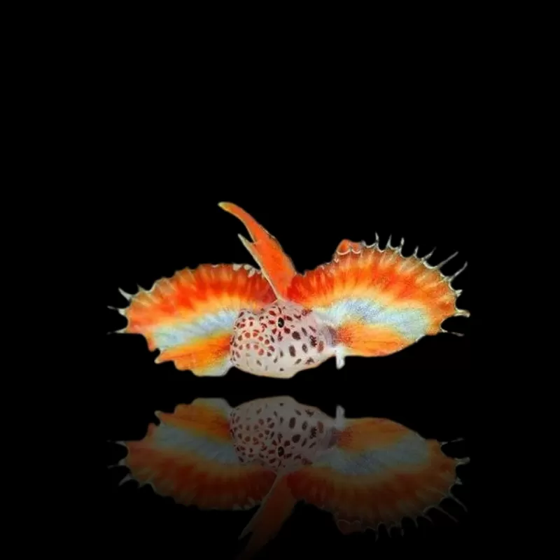Discordipinna griessingeri - Stachelflossengrundel Discordipinna griessingeri - Stachelflossengrundel