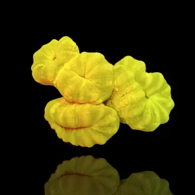 Caulastrea sp. Ultra Green bestellen? l Coralandfishstore.nl