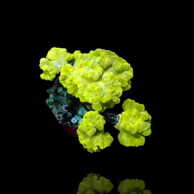 Caulastrea sp. Ultra Green bestellen? l Coralandfishstore.nl