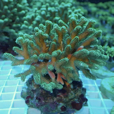 Seriatopora Caliendrum kaufen? | Coralandfishstore.nl