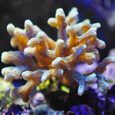 Seriatopora Caliendrum kaufen? | Coralandfishstore.nl