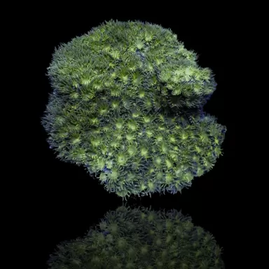 Turbinaria Peltata Large Polyps S-size kopen | Coralandfishstore.nl