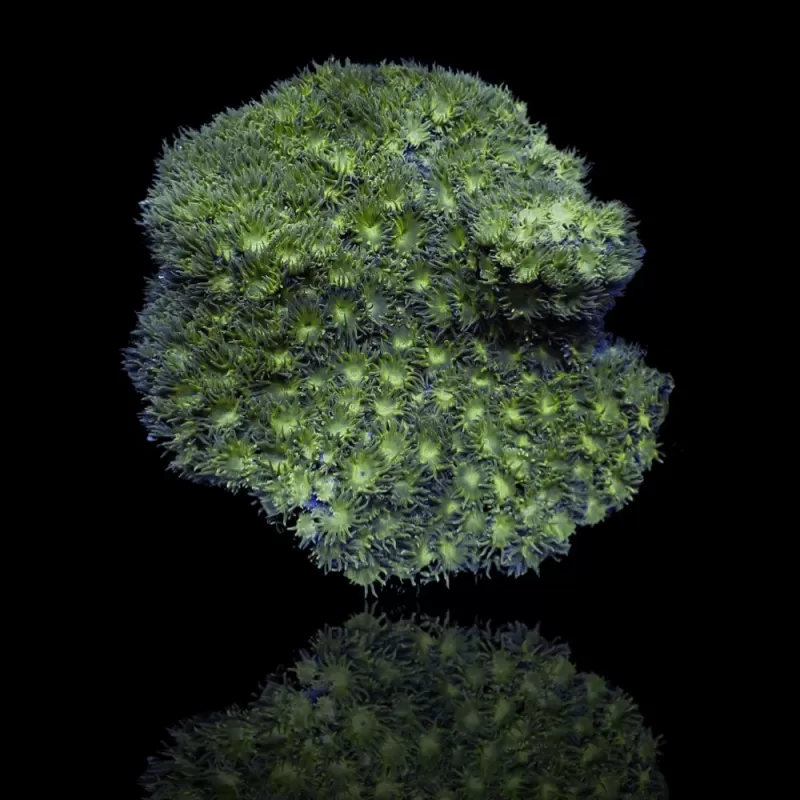 Turbinaria Peltata Large Polyps S-size kopen | Coralandfishstore.nl Turbinaria Peltata Large Polyps S-size kopen | Coralandfishstore.nl