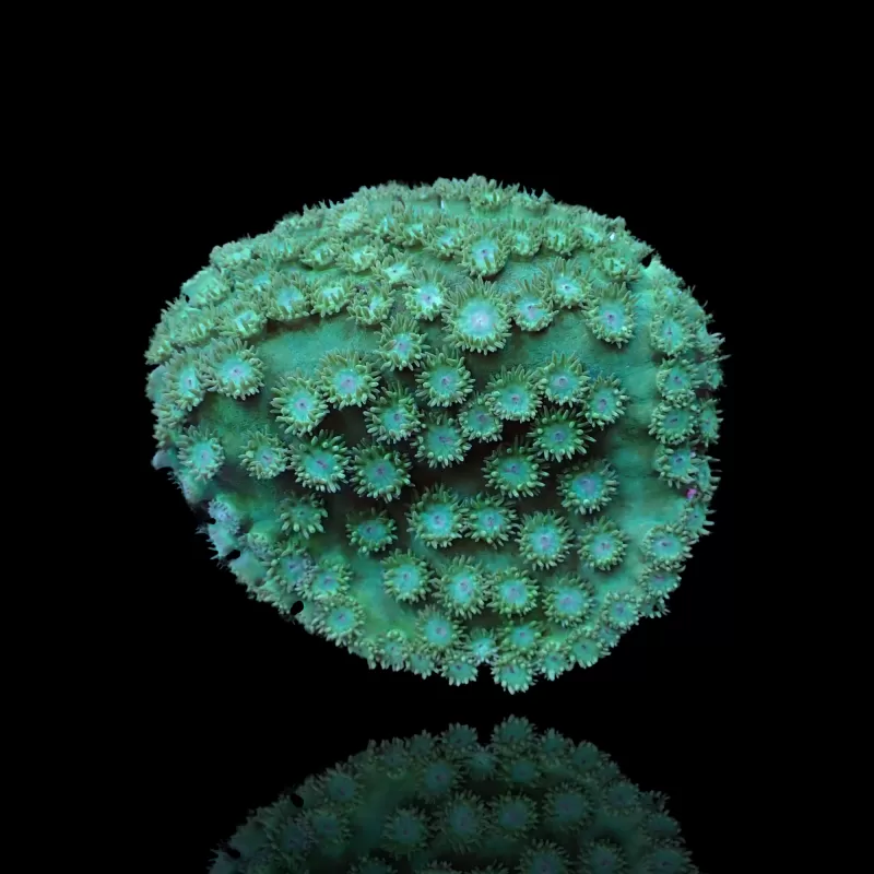 Kaufen Sie Turbinaria Peltata Große Polypen S-Größe | Coralandfishstore.nl Kaufen Sie Turbinaria Peltata Große Polypen S-Größe | Coralandfishstore.nl