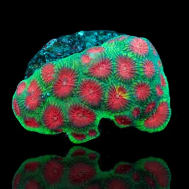 Favia sp Tiny Frag kopen ? | Coralandfishstore.nl