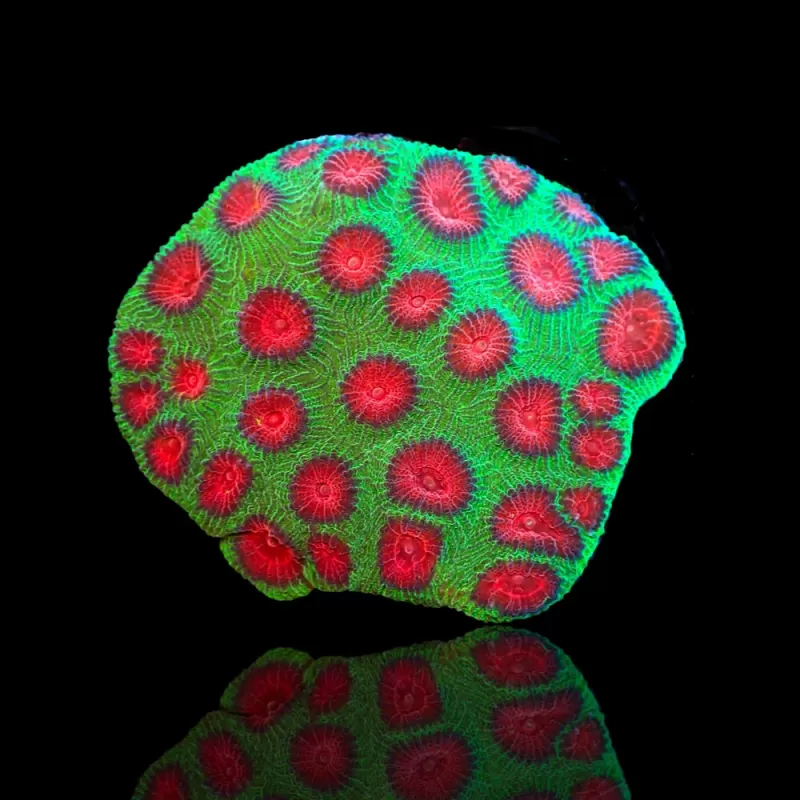 Favia sp Tiny Frag kaufen | Coralandfishstore.nl Favia sp Tiny Frag kaufen | Coralandfishstore.nl