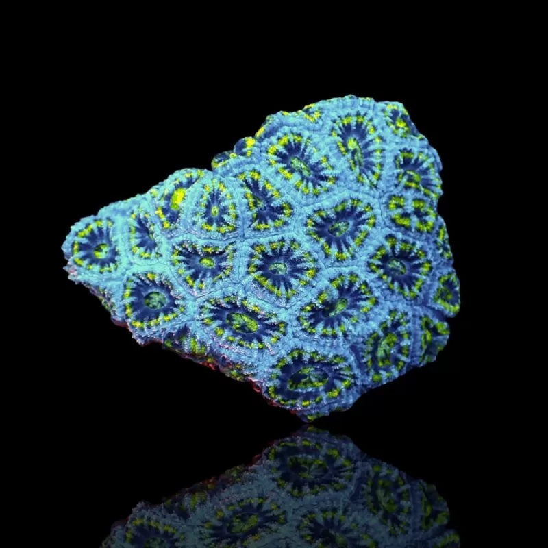 Acanthastrea B grade XL 10 15 cm Acanthastrea B grade XL 10 15 cm