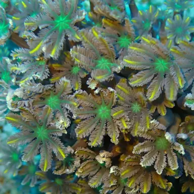 Clavularia sp Vietnam (L)