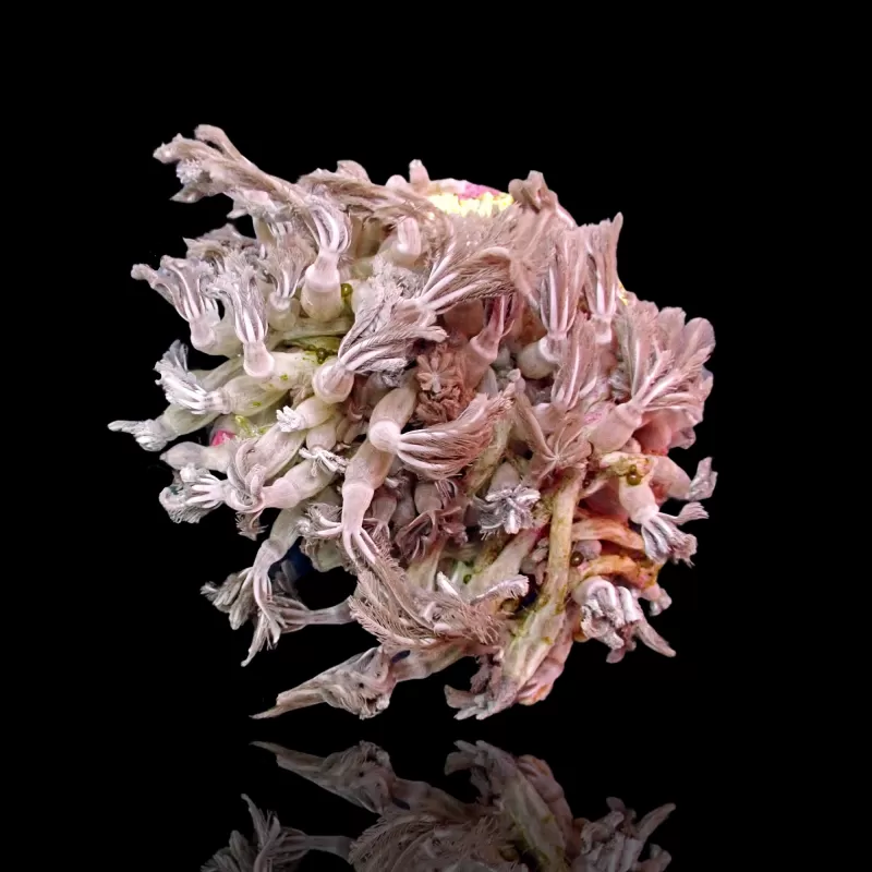 Clavularia sp. Tiny Frag| Coralandfishstore.nl Clavularia sp. Tiny Frag| Coralandfishstore.nl