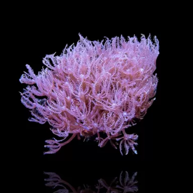 Anthelia sp Tiny Frag bestellen? l Coralandfishstore.nl