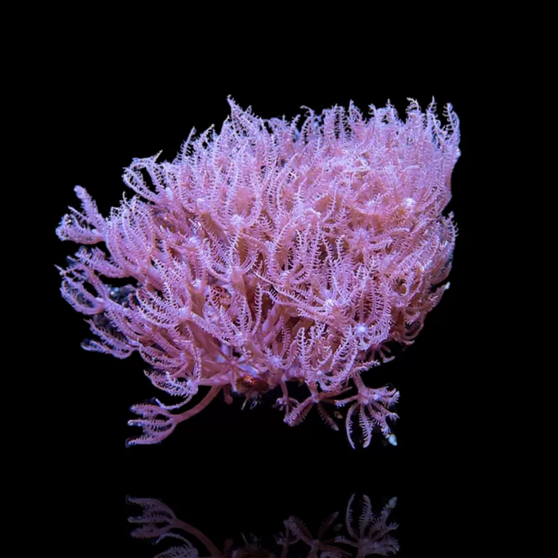 Anthelia sp Tiny Frag bestellen? l Coralandfishstore.nl Anthelia sp Tiny Frag bestellen? l Coralandfishstore.nl