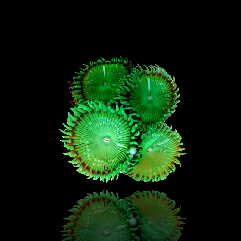 Protopalythoa spp Green Large Polyp Protopalythoa spp Green Large Polyp