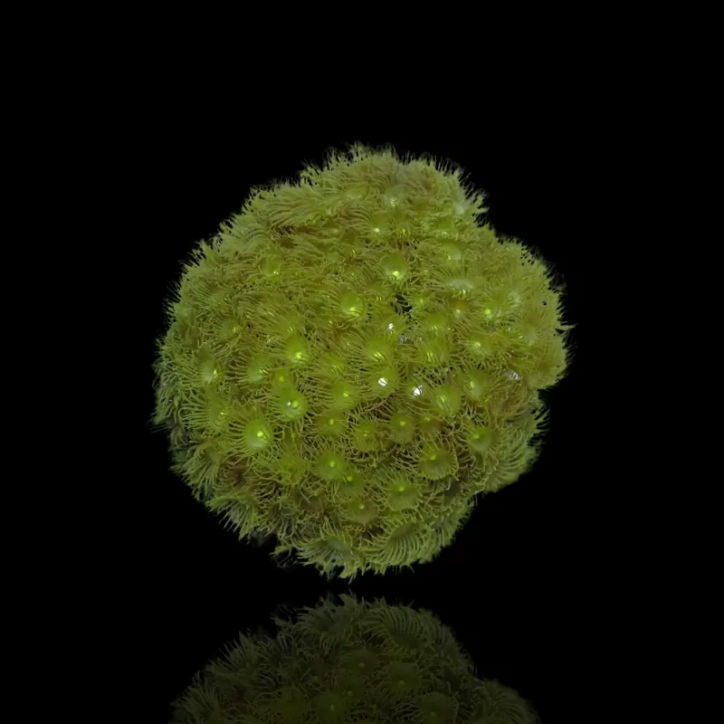 Parazoanthus Green bestellen? l Coralandfishstore.nl Parazoanthus Green bestellen? l Coralandfishstore.nl