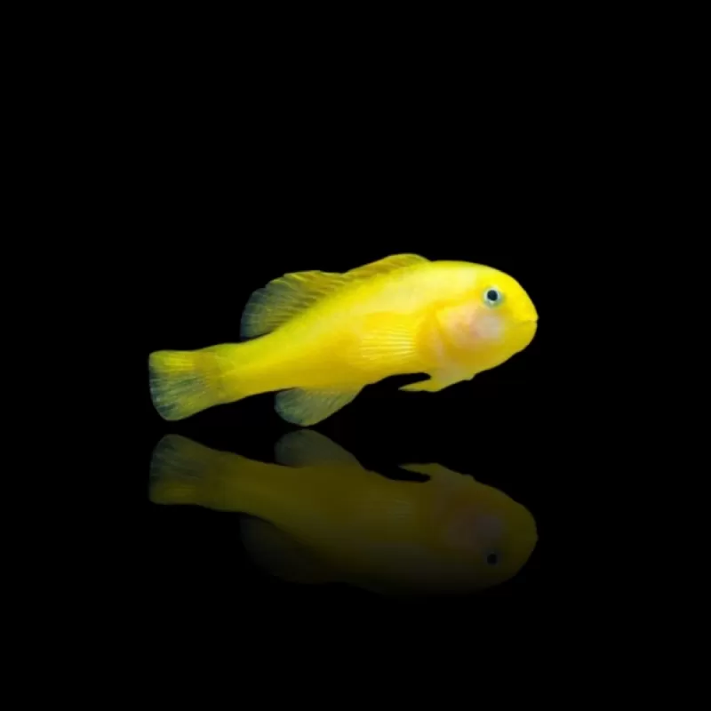 Gobiodon Okinawae - Gelbe Korallengrundel bestellen ? l Coralandfishstore.nl Gobiodon Okinawae - Gelbe Korallengrundel bestellen ? l Coralandfishstore.nl