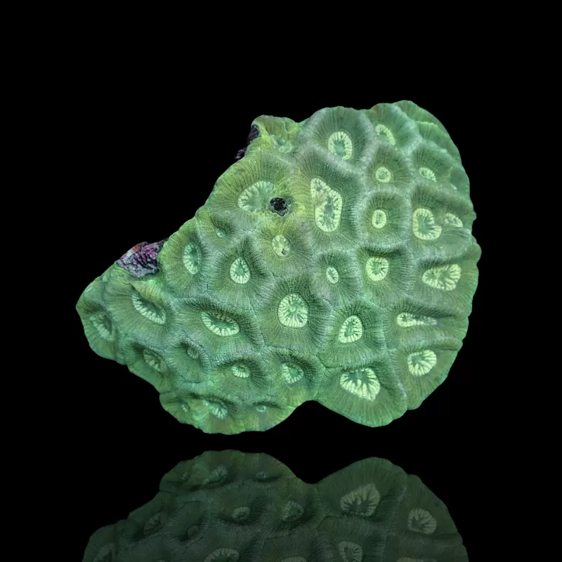 Goniostrea sp Green kaufen | Coralandfishstore.nl Goniostrea sp Green kaufen | Coralandfishstore.nl