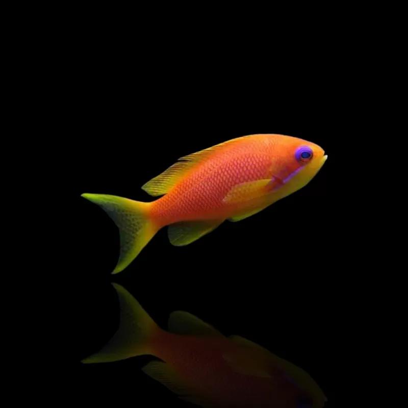 Pseudanthias Squamipinnis | Coralandfishstore.nl Pseudanthias Squamipinnis | Coralandfishstore.nl