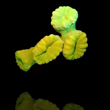 Caulastrea sp. Ultra Green bestellen? l Coralandfishstore.nl