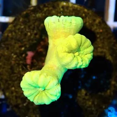 Caulastrea sp. Ultra Green bestellen? l Coralandfishstore.nl