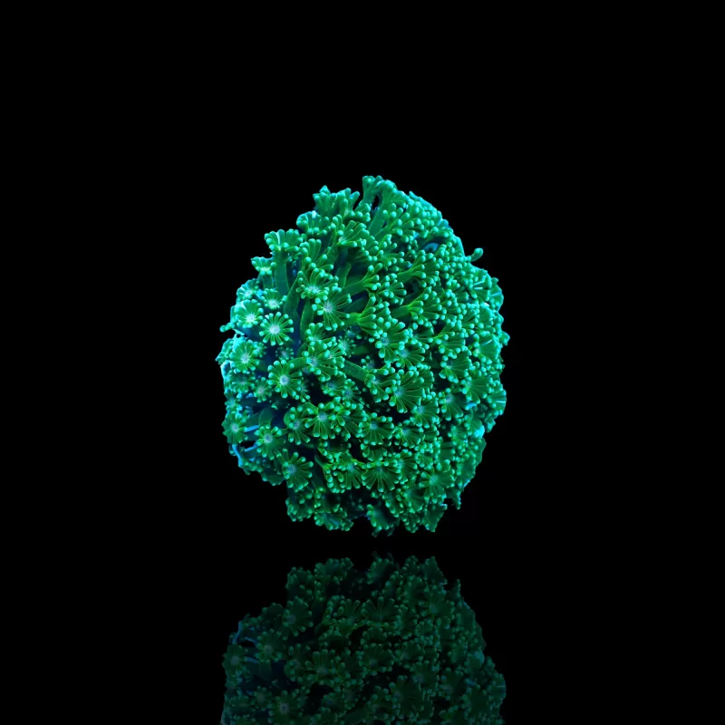 Kaufen Sie Alveopora sp Green Frag | Coralandfishstore.nl Kaufen Sie Alveopora sp Green Frag | Coralandfishstore.nl