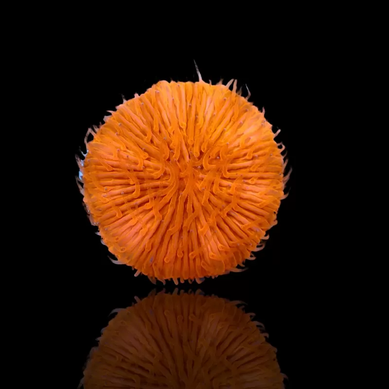 Kaufen Sie Fungia sp Ultra Orange | Coralandfishstore.nl Kaufen Sie Fungia sp Ultra Orange | Coralandfishstore.nl