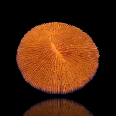 Kaufen Sie Fungia sp Ultra Orange | Coralandfishstore.nl