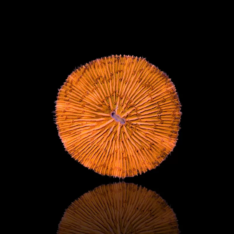 Kaufen Sie Fungia sp Ultra Orange | Coralandfishstore.nl Kaufen Sie Fungia sp Ultra Orange | Coralandfishstore.nl