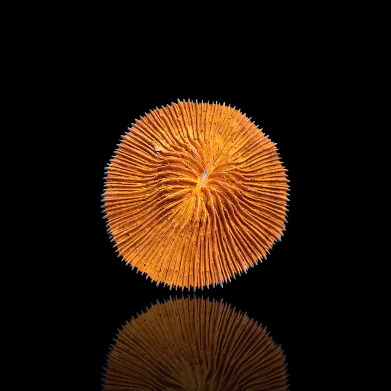 Kaufen Sie Fungia sp Ultra Orange | Coralandfishstore.nl Kaufen Sie Fungia sp Ultra Orange | Coralandfishstore.nl