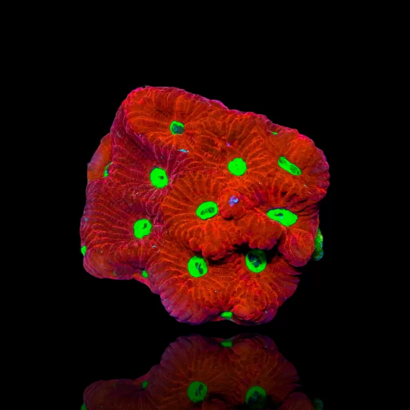 Favites War Coral