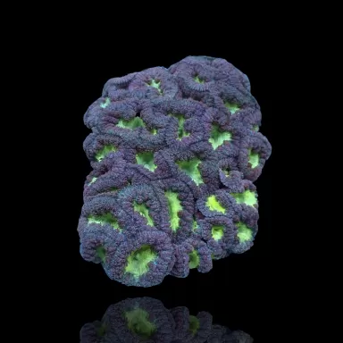 Kaufen Sie Blastomusa Wellsi Green S-Größe (5 bis 7 cm) | Coralandfishstore.nl