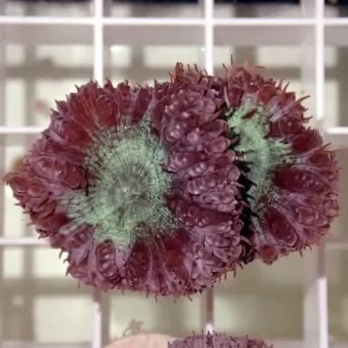 Kaufen Sie Blastomusa Wellsi Green S-Größe (5 bis 7 cm) | Coralandfishstore.nl