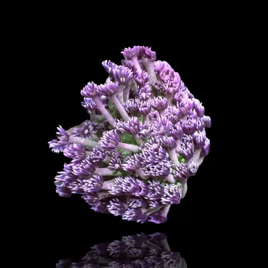 Goniopora Tenuidens Purple Indonesie S-size  kopen | Coralandfishstore.nl