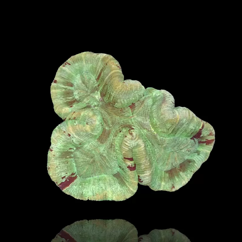 Trachyphyllia Geoffroyi sp. kaufen | Coralandfishstore.nl Trachyphyllia Geoffroyi sp. kaufen | Coralandfishstore.nl
