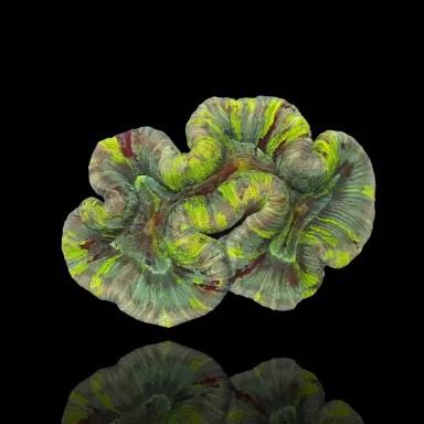 Trachyphyllia Geoffroyi sp. kaufen? | Coralandfishstore.nl